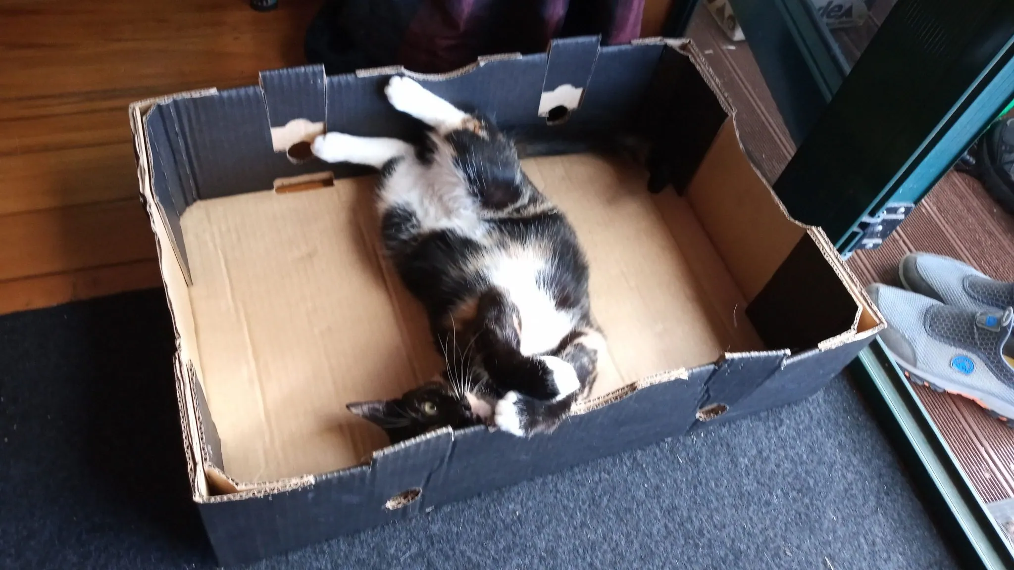 A30.2 cats love boxes (12)